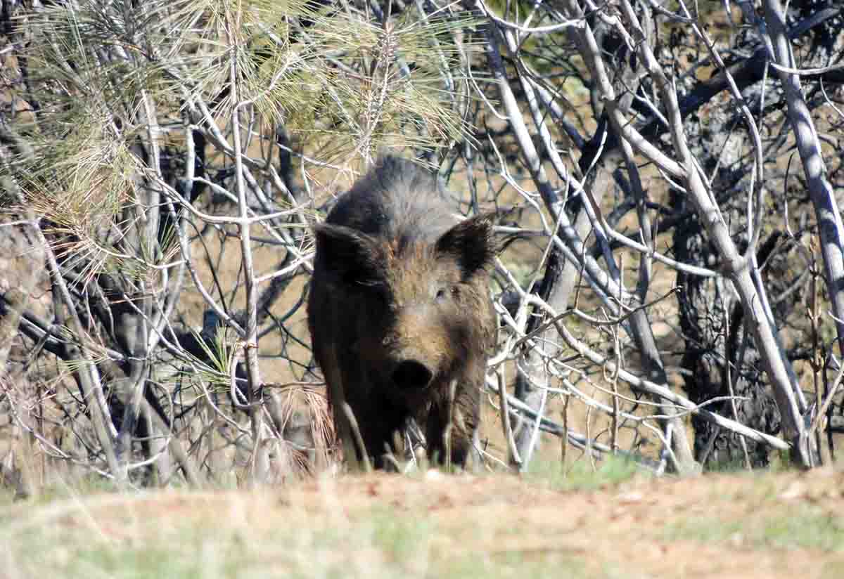 The Crockett Rifle, if properly loaded, is not a bad choice to shoot a small porker like this one.